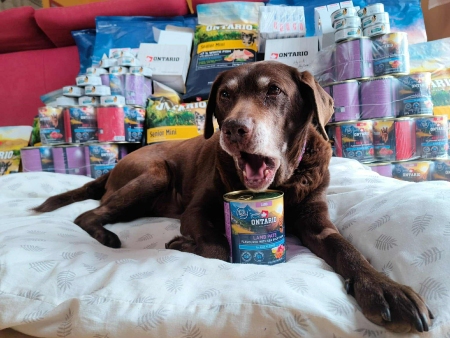 Psí senioři v nouzi, z.s.